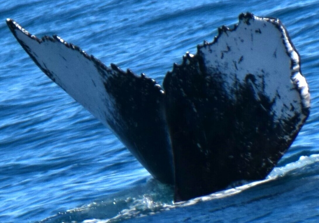 Fluke of IBJ-8173