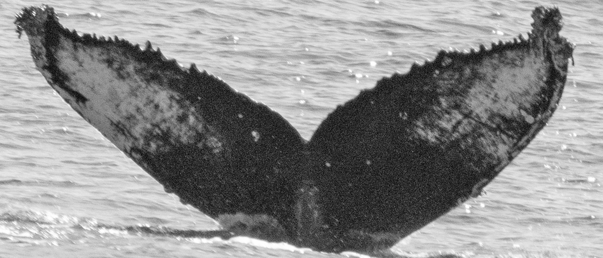 Fluke of CRC-17231