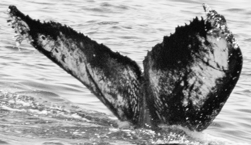 Fluke of CRC-19591