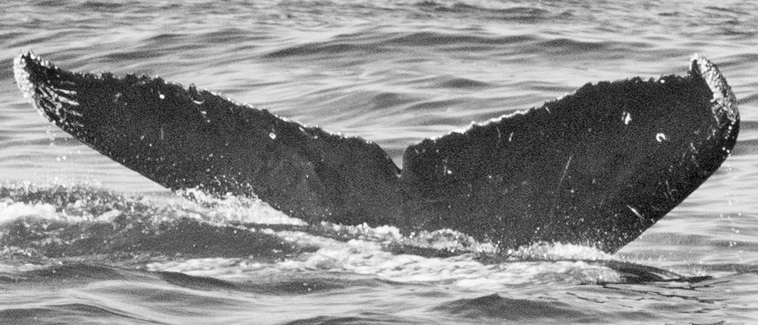 Fluke of Cosita (WGRP)
