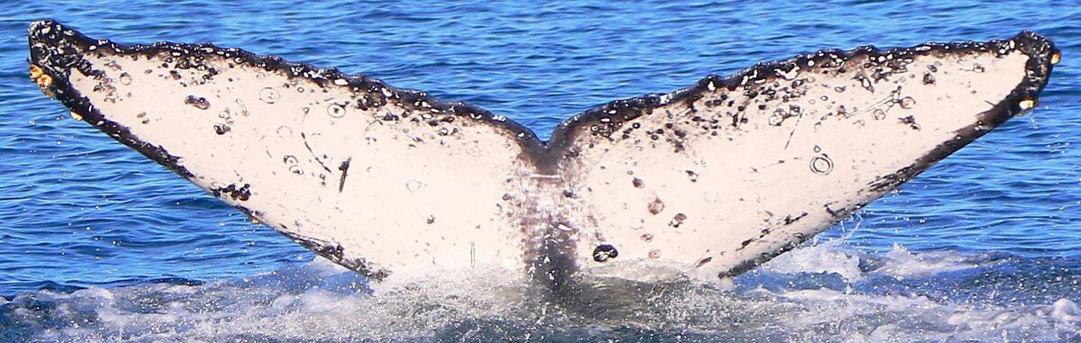Fluke of CRC-18321