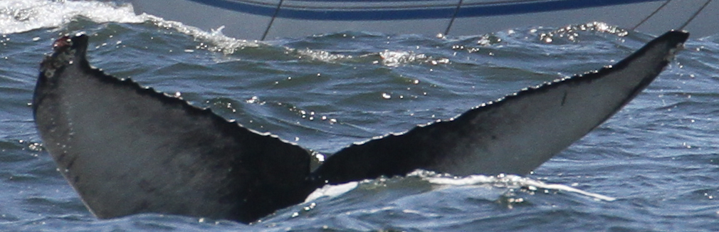 Fluke of CRC-16624