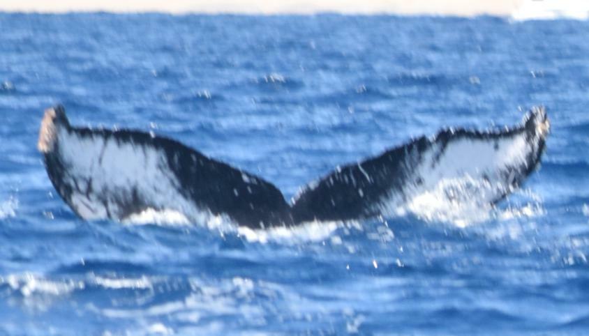 Fluke of HW-MN0501475