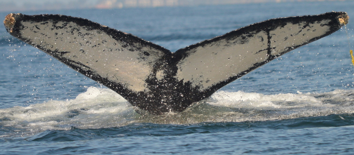 Fluke of HW-MN0501474