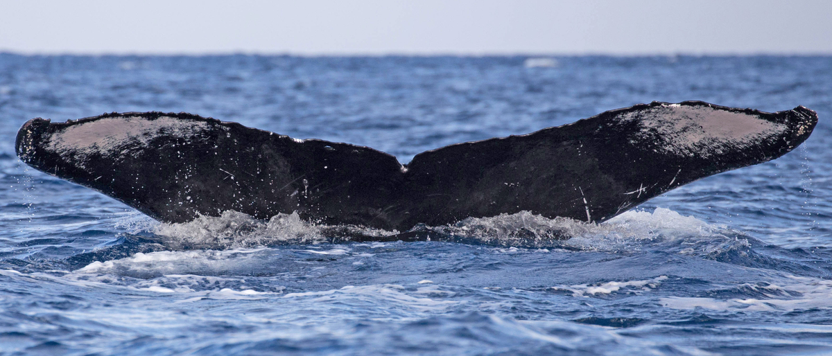 Fluke of HW-MN0501477