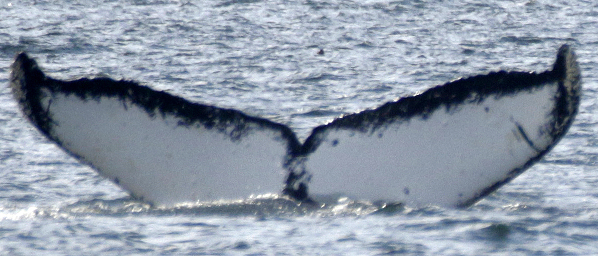 Fluke of Clara (SE Alaska)