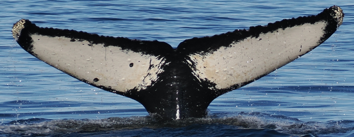 Fluke of Excelsior (Southeast Alaska)