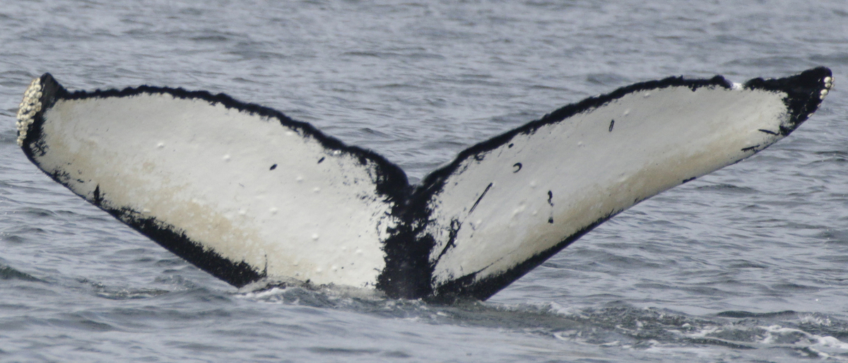 Fluke of SEAK-2454