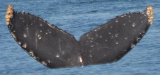 Fluke of HW-MN0501480