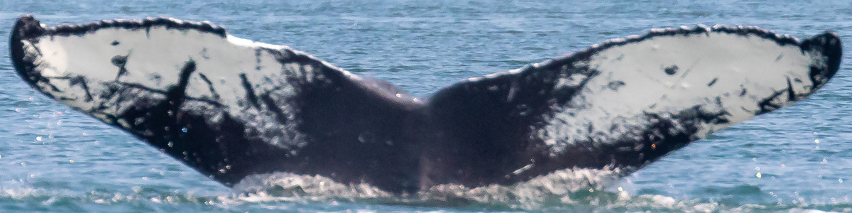 Fluke of Sasha (Juneau)