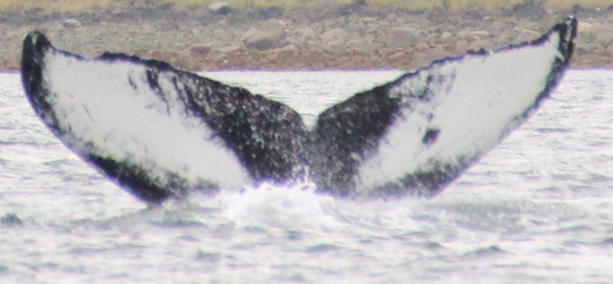 Fluke of Spot (Juneau)