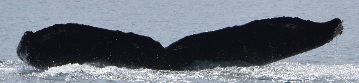 Fluke of Squiggle (British Columbia)