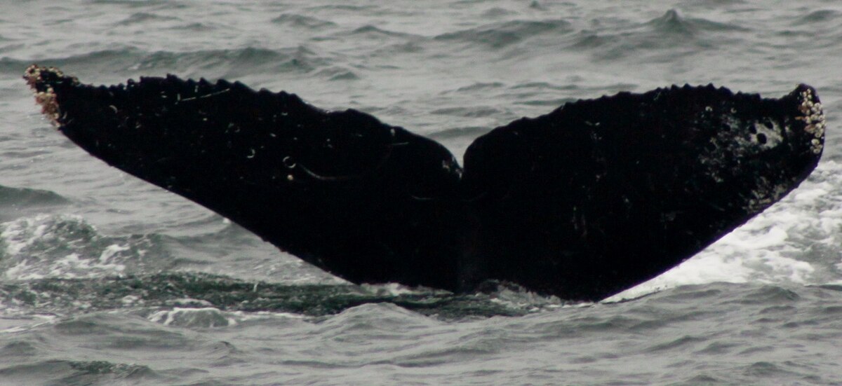 Fluke of CRC-16545