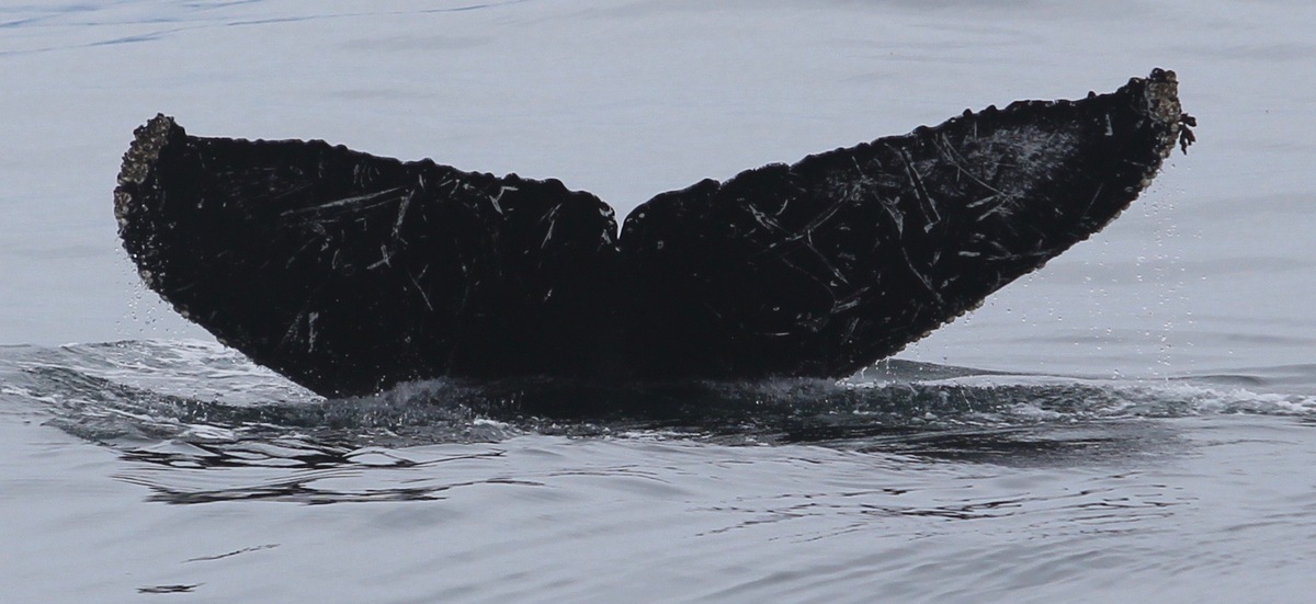 Fluke of Ewok (Bahia Banderas)
