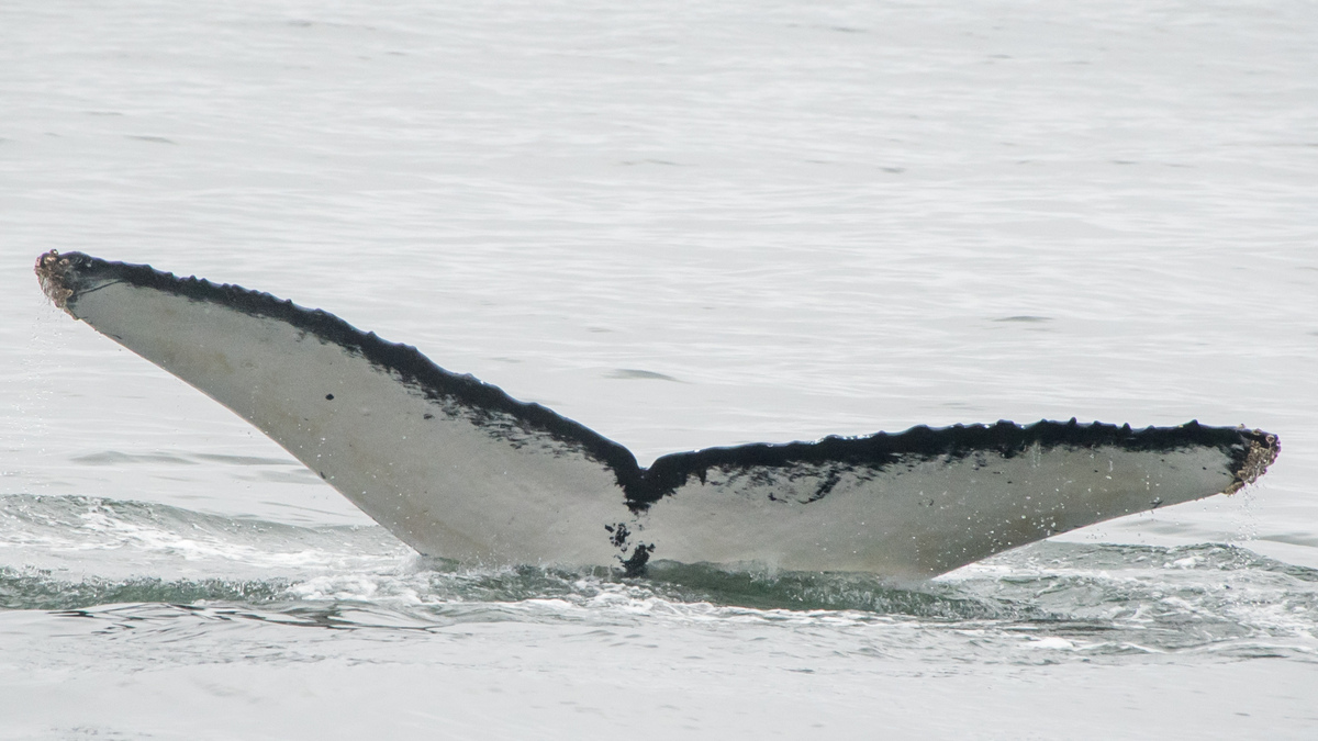 Fluke of CRC-12417