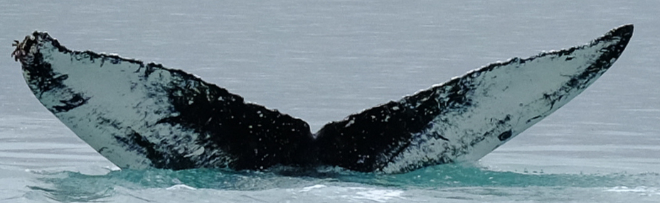Fluke of SEAK-2495