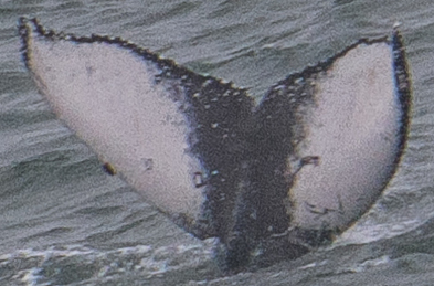 Fluke of Dogpatch (TMMC)
