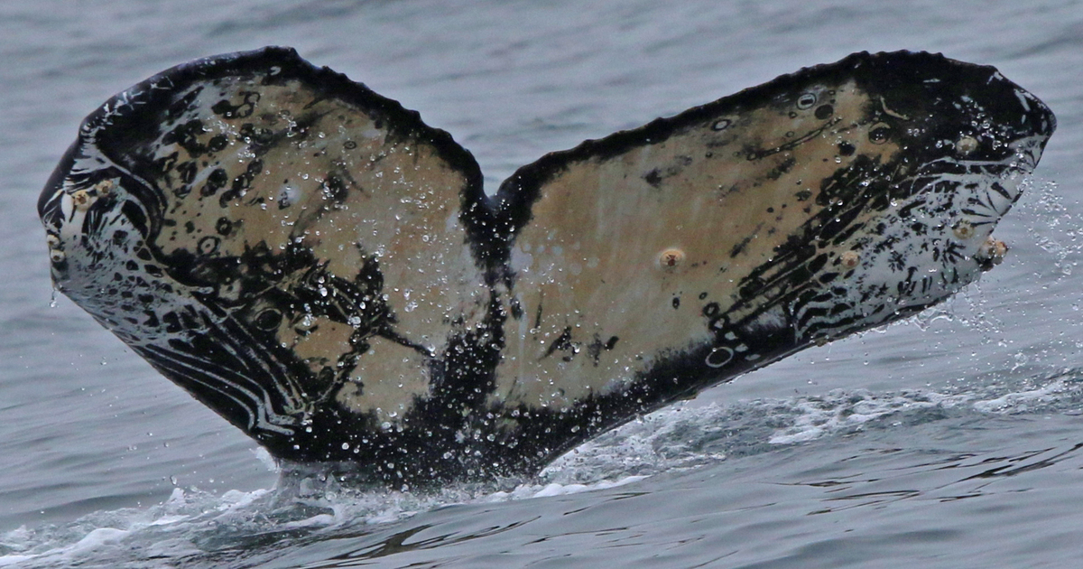 Fluke of CRC-16587