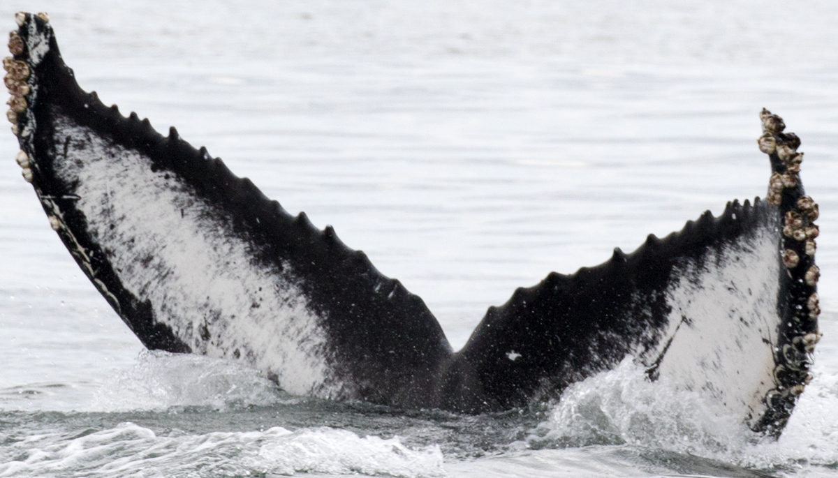 Fluke of CRC-16543