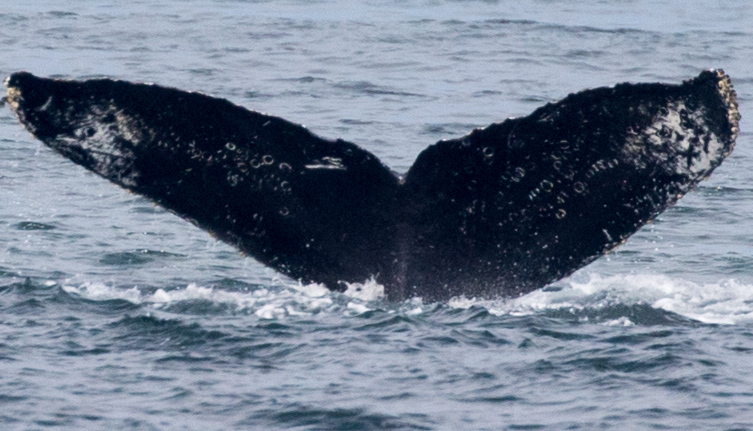 Fluke of CRC-16418