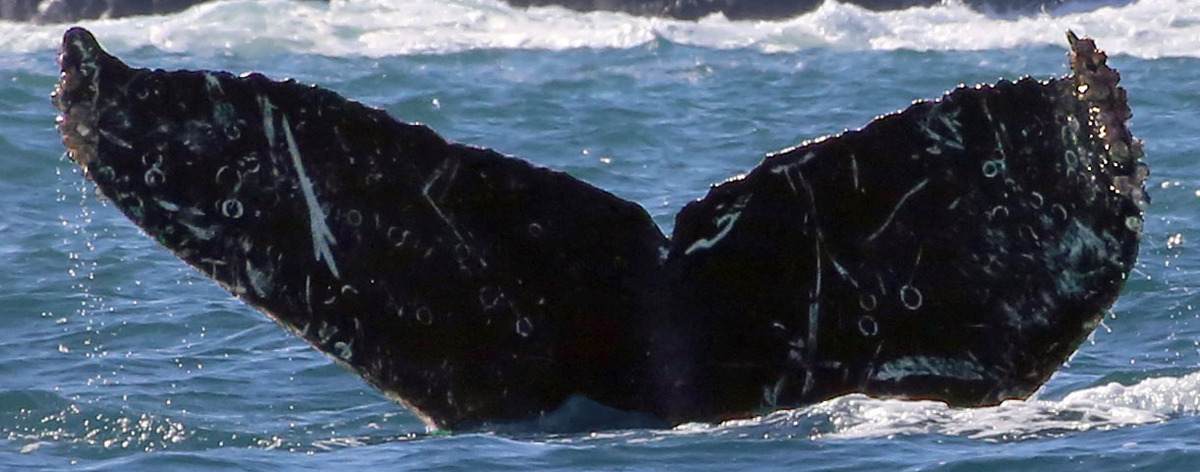 Fluke of Bactrian aka El Camello (Sayulita)