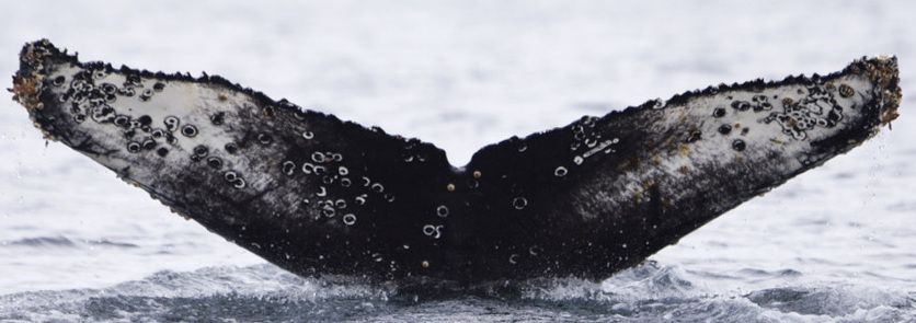 Fluke of Travel by Dart (Antarctica)