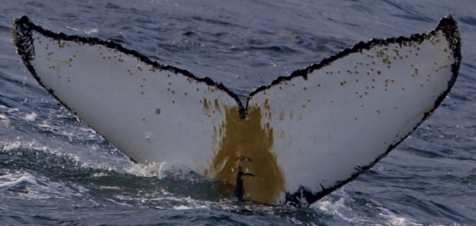 Fluke of Sedna (Antarctica)