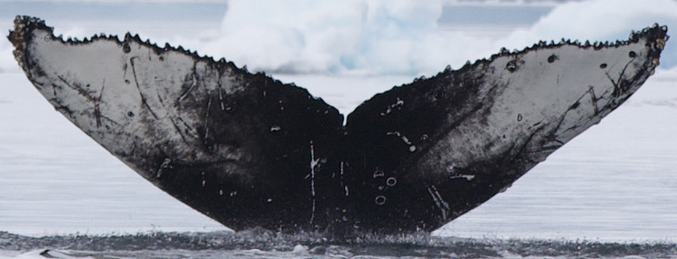 Fluke of Ada (Antarctica)
