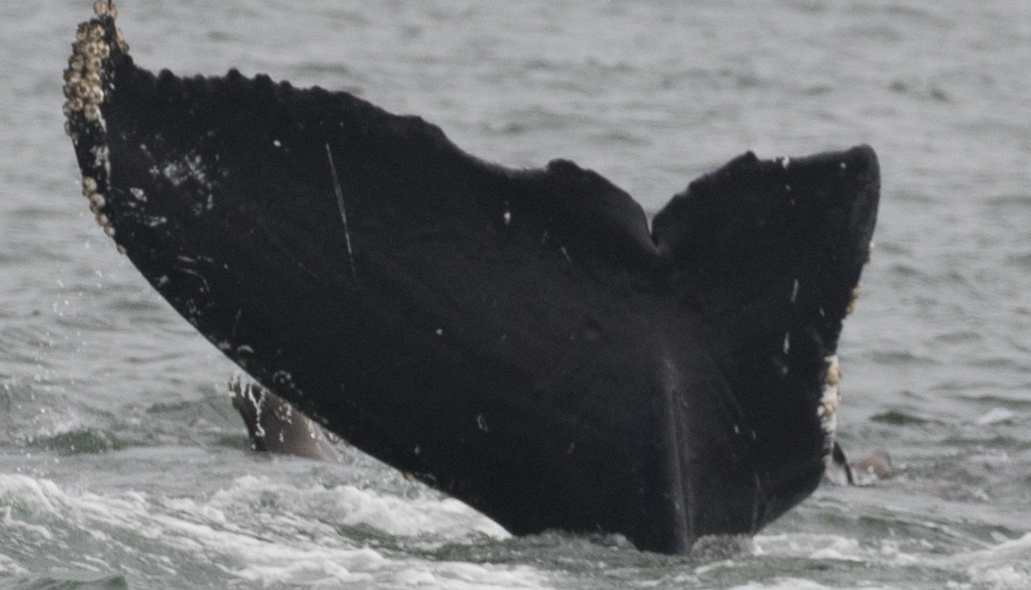 Fluke of CRC-12510