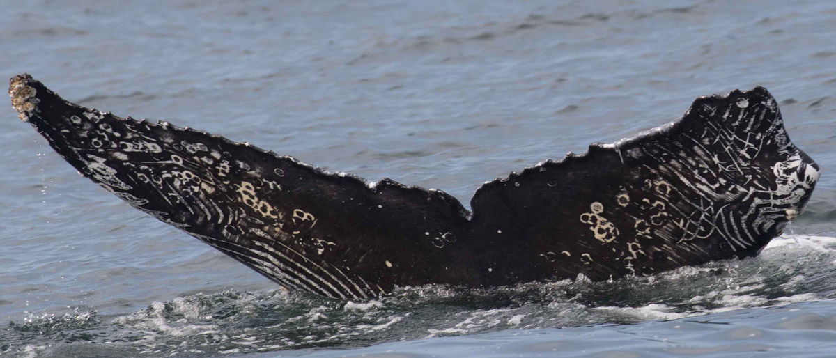 Fluke of Azul (California)
