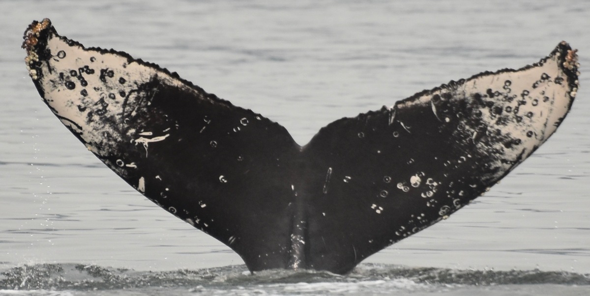 Fluke of Moray (British Columbia)