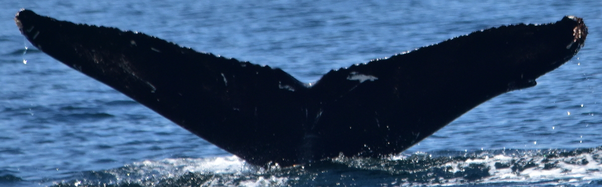 Fluke of Seabird (British Columbia)