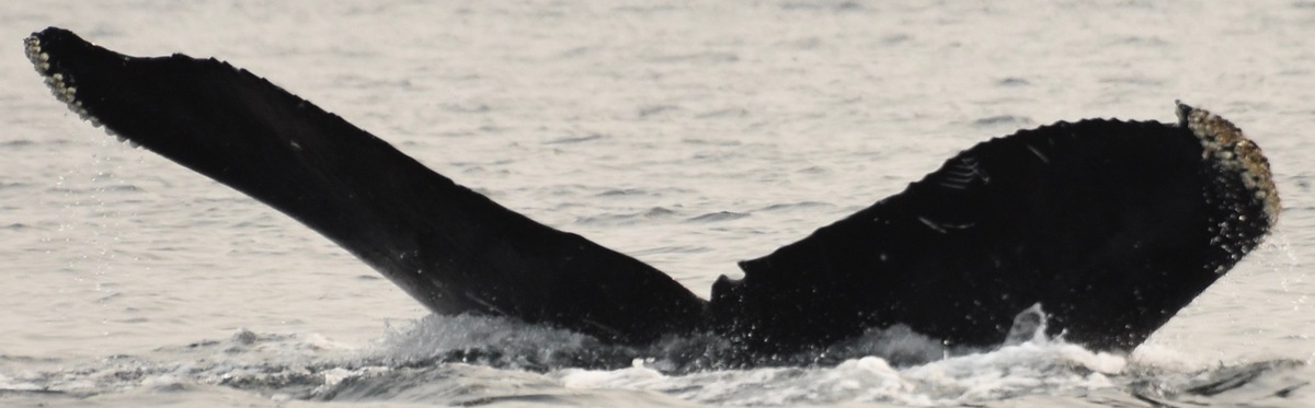 Fluke of Uluka (Salish Sea)