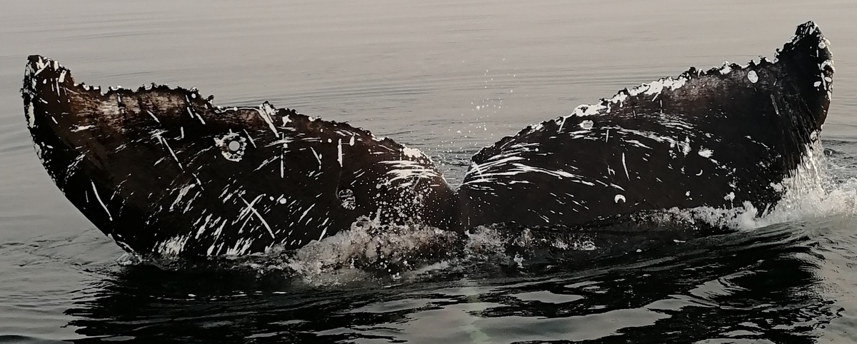 Fluke of Lorax (Salish Sea)