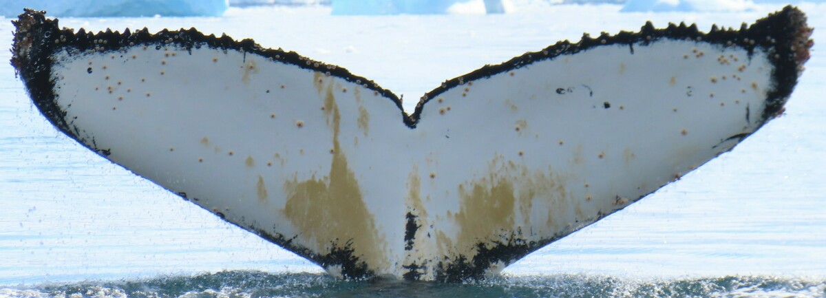 Fluke of HW-MN1305248