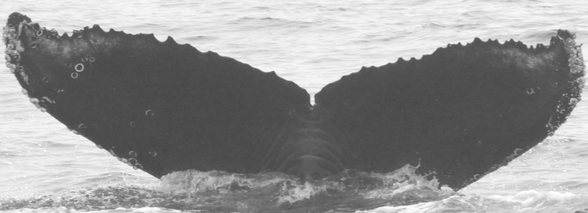 Fluke of CRC-12212