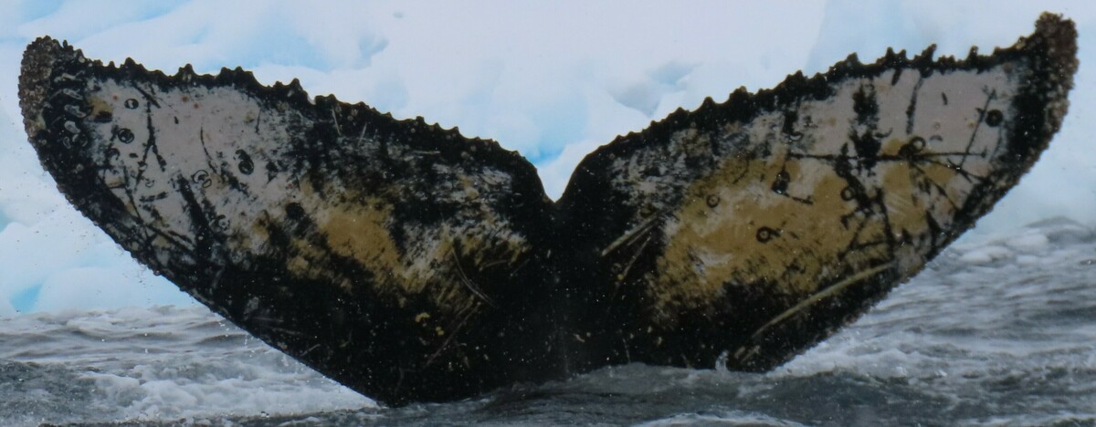 Fluke of HW-MN1305274