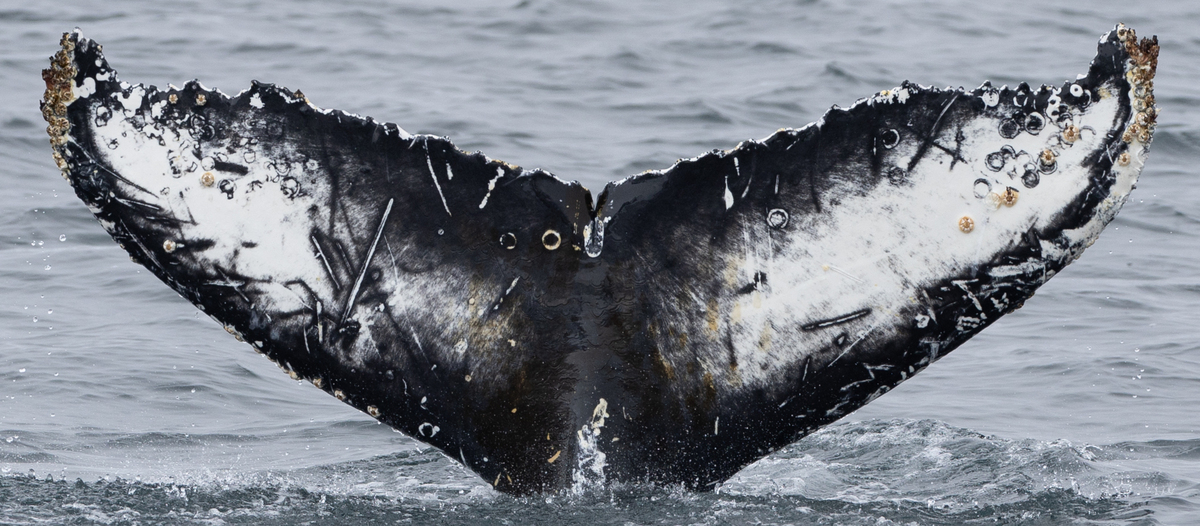 Fluke of XOXO (Antarctica)