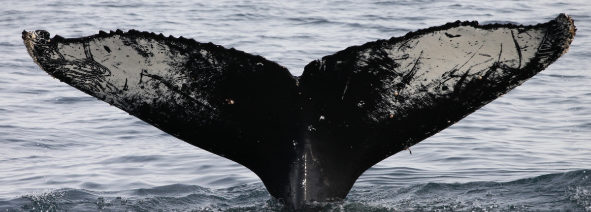 Fluke of HW-MN1305276