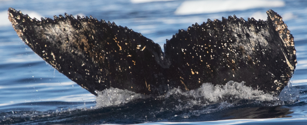 Fluke of HW-MN1305287