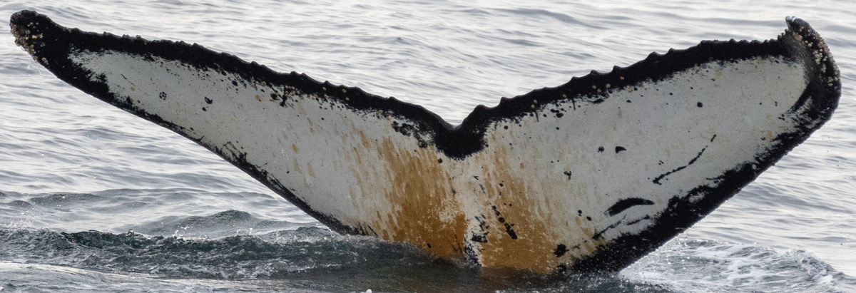 Fluke of HW-MN1305290