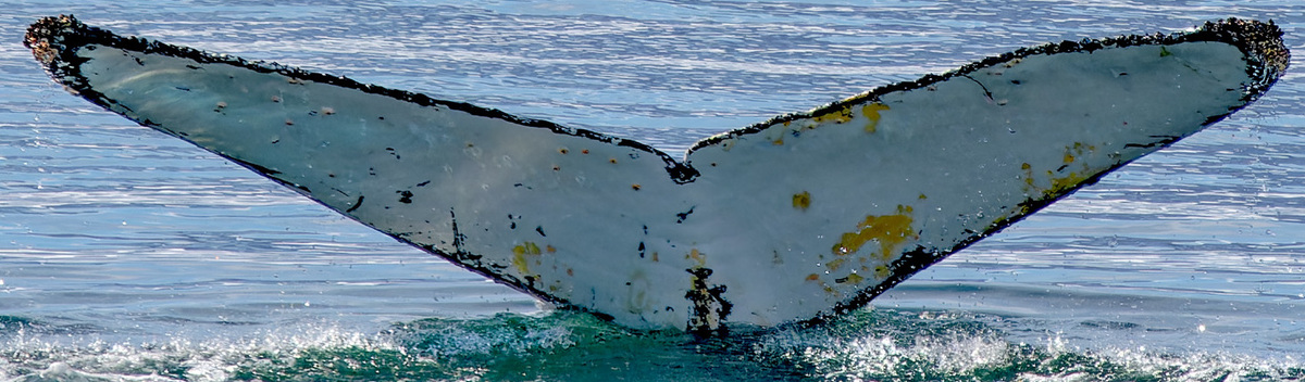 Fluke of EVOKN (Antarctica)