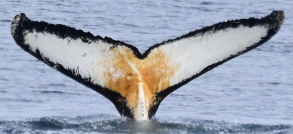 Fluke of HW-MN1305301
