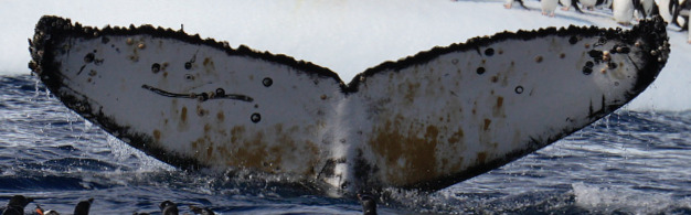 Fluke of HW-MN1305307