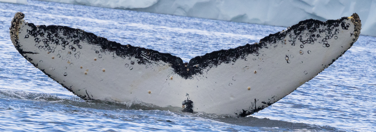 Fluke of HW-MN1305314