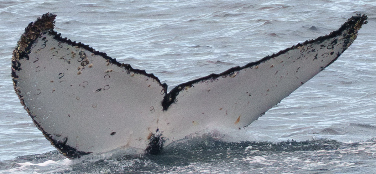 Fluke of HW-MN1305318