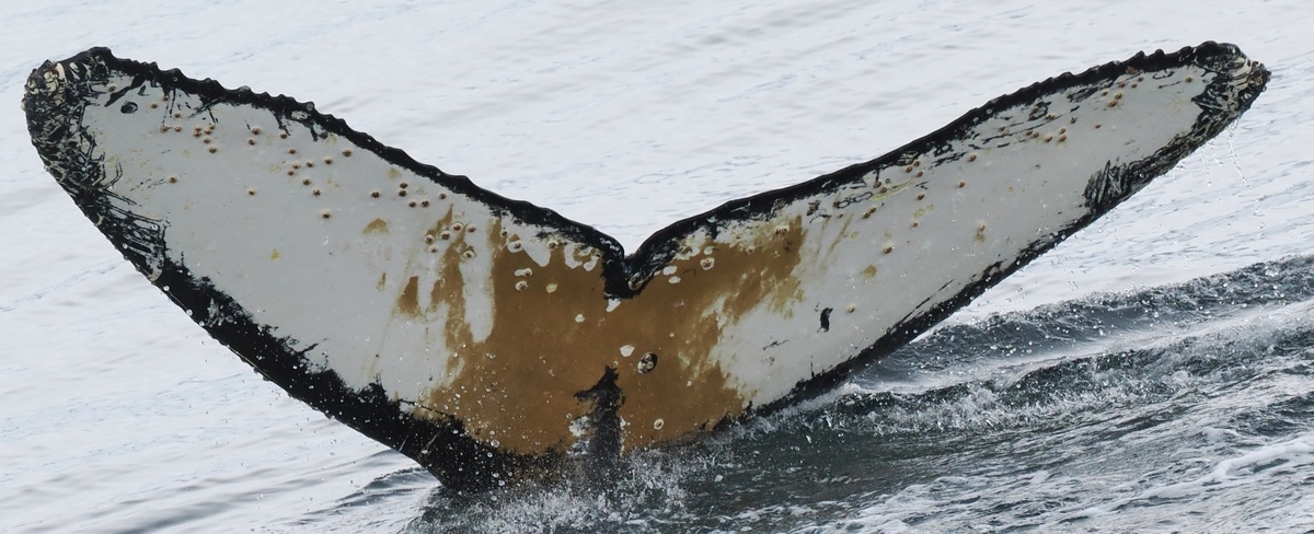 Fluke of HW-MN1305329