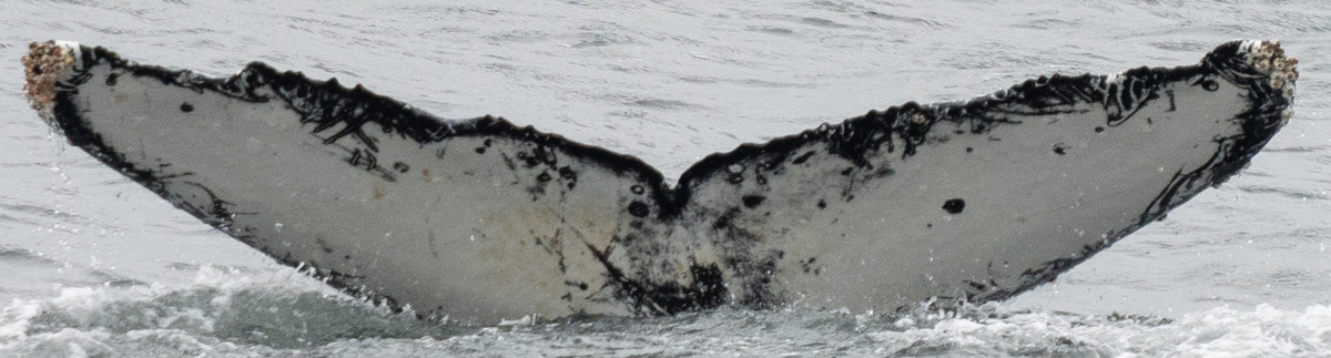 Fluke of HW-MN1305332