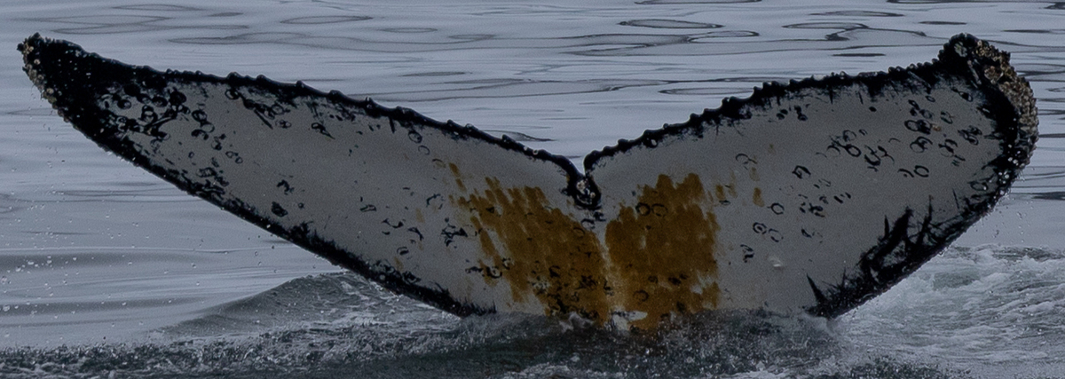 Fluke of HW-MN1305334