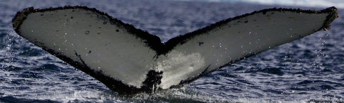Fluke of HW-MN1305339